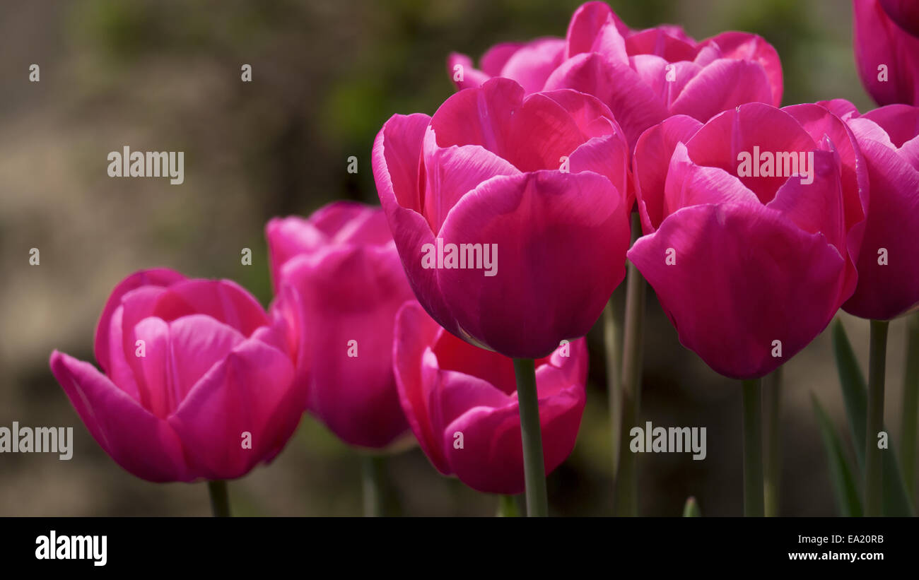 pink Tulips Stock Photo