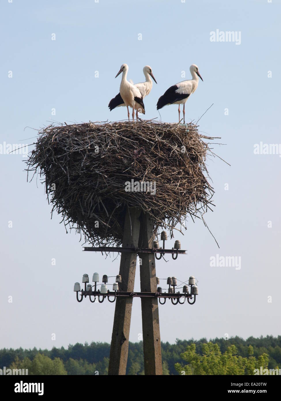 White storks in a nest on a telegraph pole Stock Photo