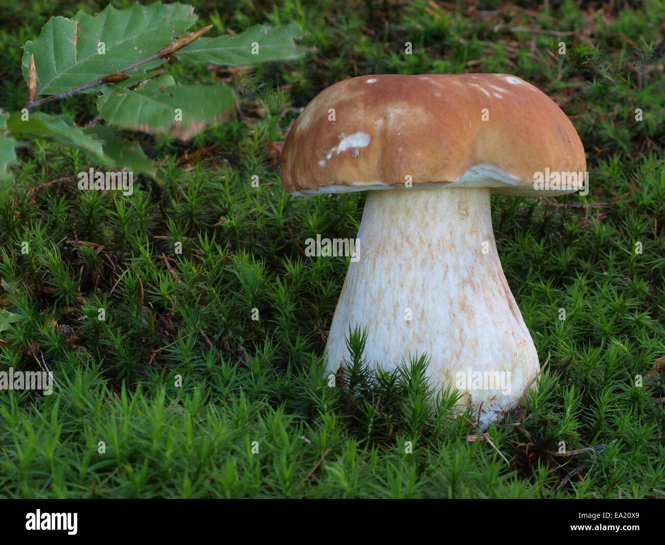 Fichtensteinpilz hi-res stock photography and images - Alamy