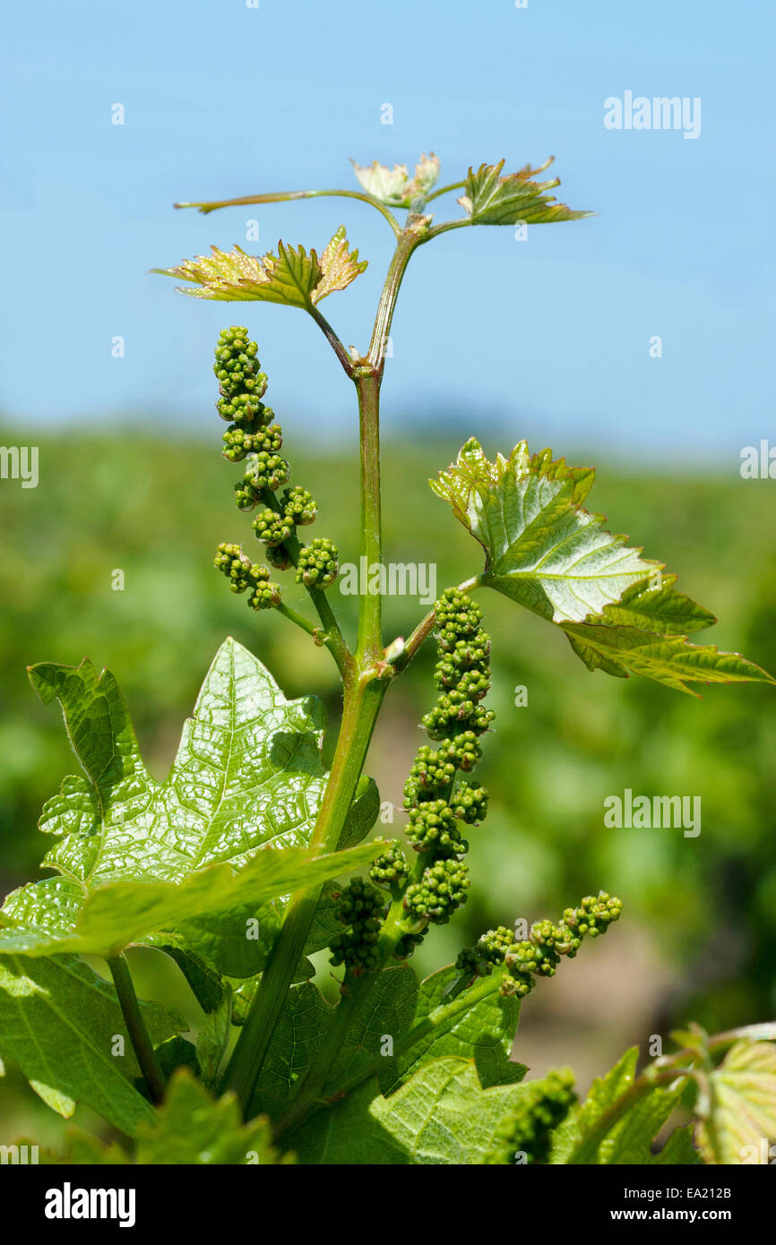 Agriculture - Closeup of immature clusters of Zinfandel wine grapes on the vine / near Lodi, California, USA. Stock Photo