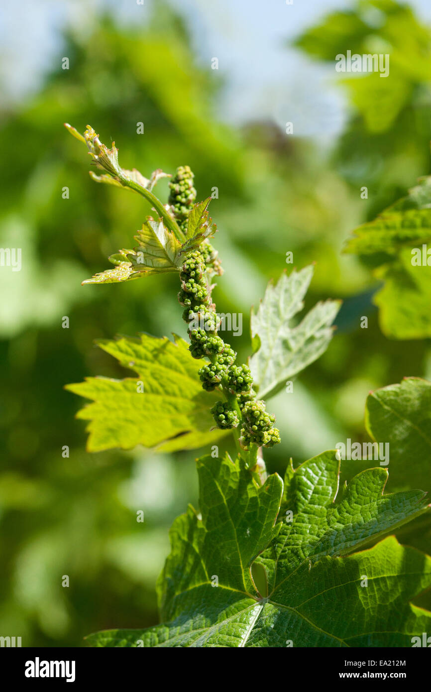 Agriculture - Closeup of immature clusters of Zinfandel wine grapes on the vine / near Lodi, California, USA. Stock Photo