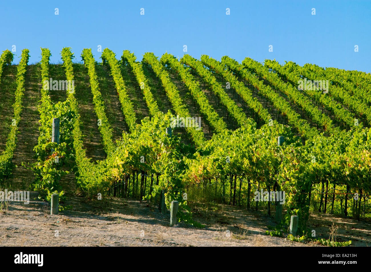 Agriculture - Rolling midsummer wine grape vineyard/ near Clements, California, USA. Stock Photo