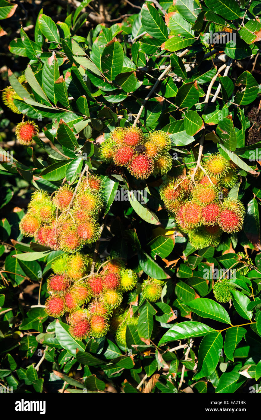 Rambutan tree hawaii hi-res stock photography and images - Alamy