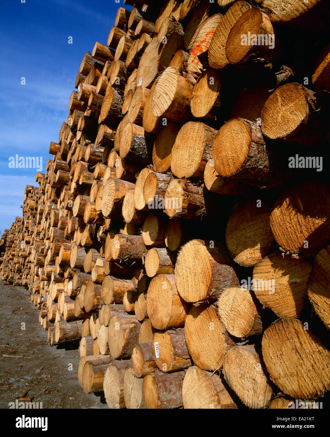Agriculture Lumber industry, cut logs at a lumber mill / Alaska, USA