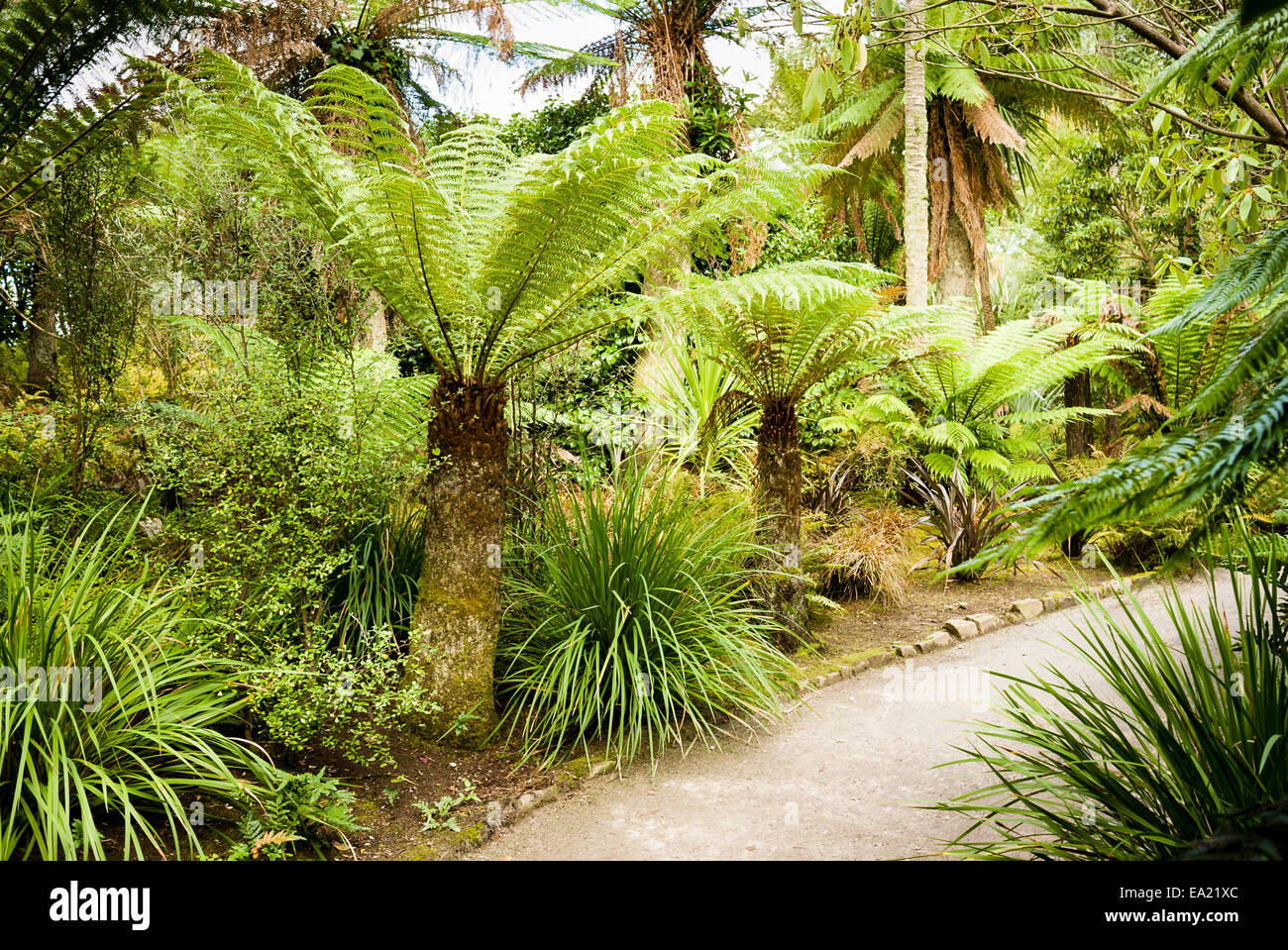 Palms ferns hi-res stock photography and images - Alamy