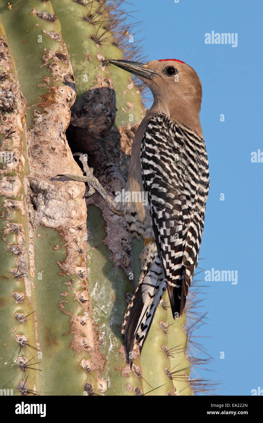 Gila Woodpecker - Melanerpes uropygialis - male Stock Photo - Alamy