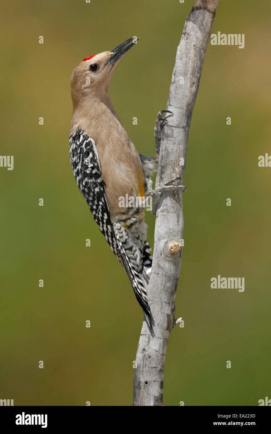 Gila Woodpecker - Melanerpes uropygialis - male Stock Photo