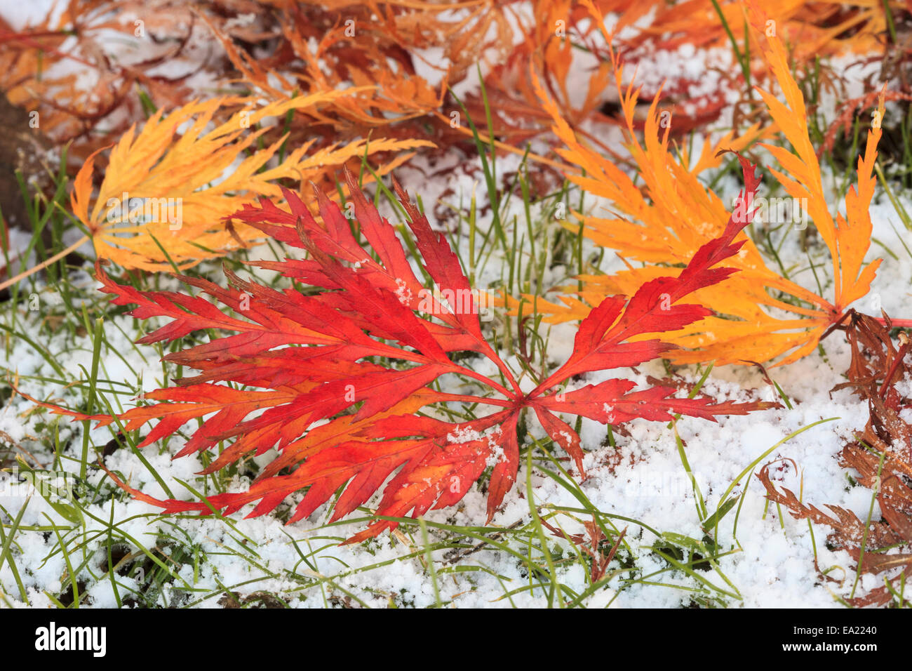 Colourful fallen Maple leaves of Acer palmatum lying on snow on the ground in late autumn. UK, Britain Stock Photo