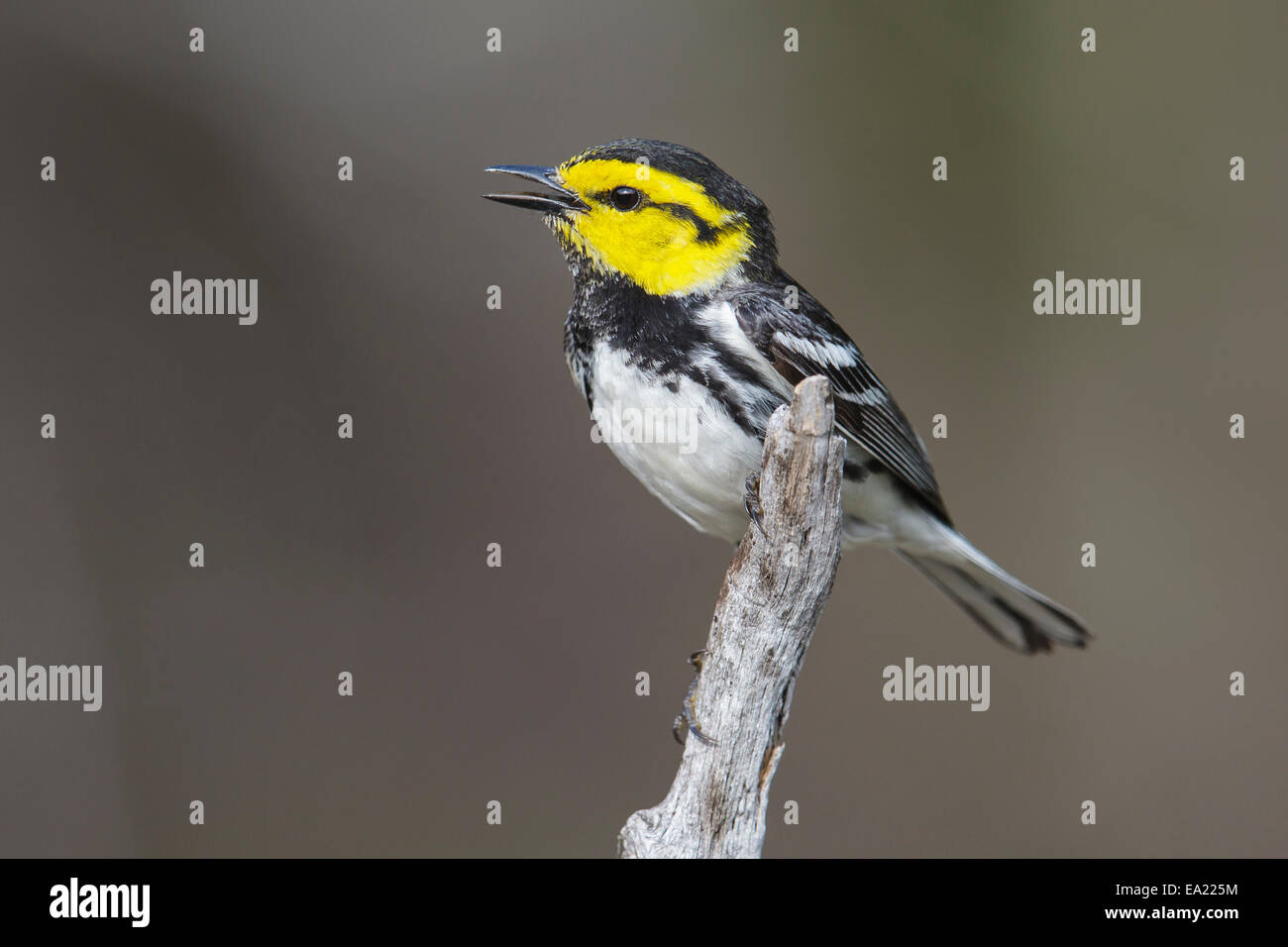Golden-cheeked Warbler - Dendroica chrysoparia - male Stock Photo