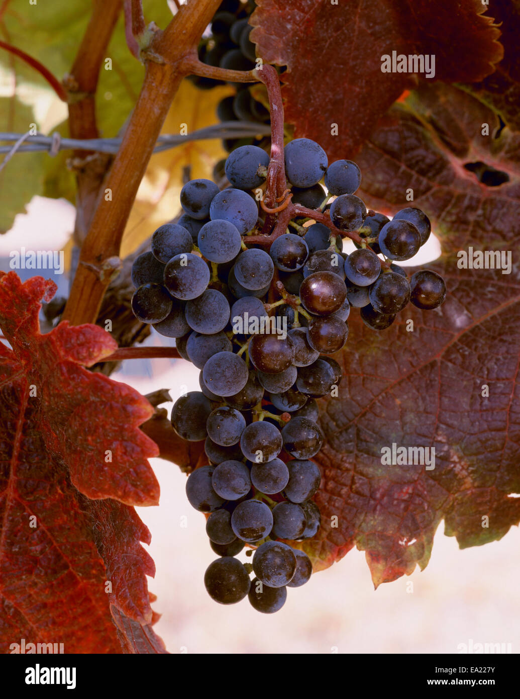 Eastern washington grapes hires stock photography and images Alamy