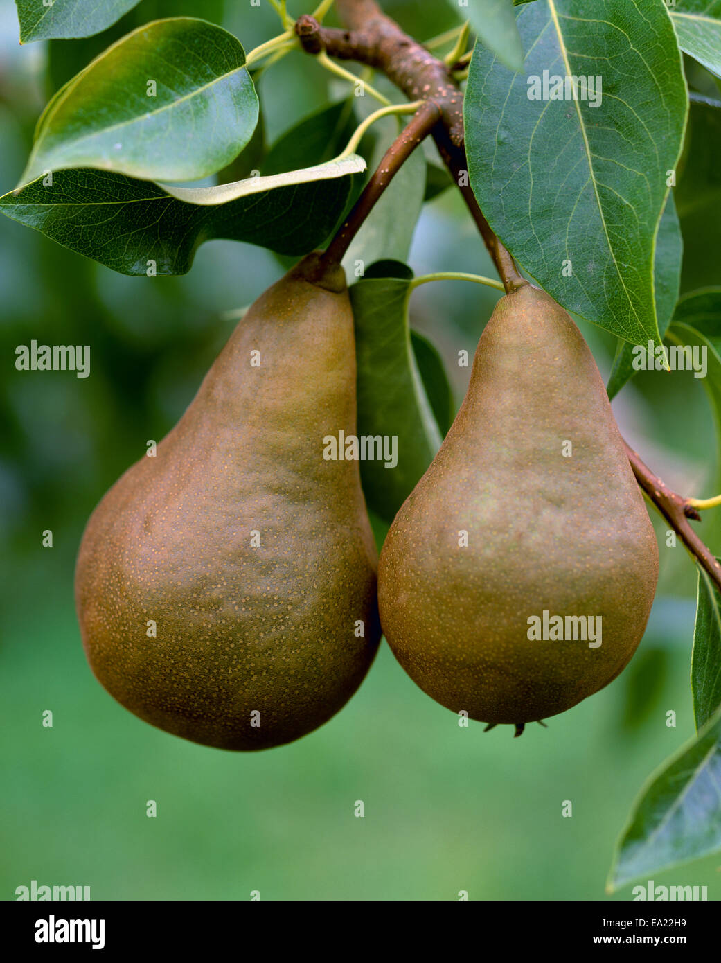 Bosc pear tree hires stock photography and images Alamy