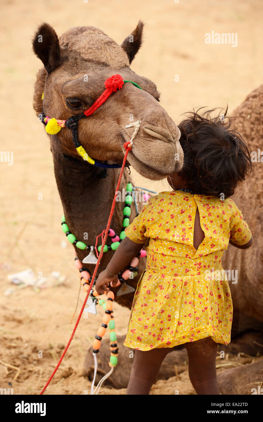 Pushkar, Cattle, Fair, Rajasthan, India, Mela, Festivity, Colorful ...