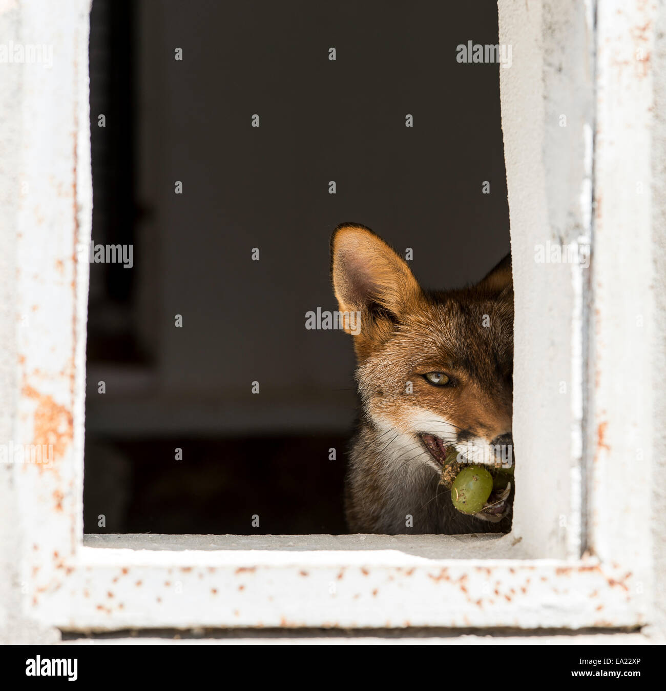 Sardinian fox (Vulpes vulpes ichnusae) at animal recovery centre Bonassai Alghero Sardinia Italy Stock Photo