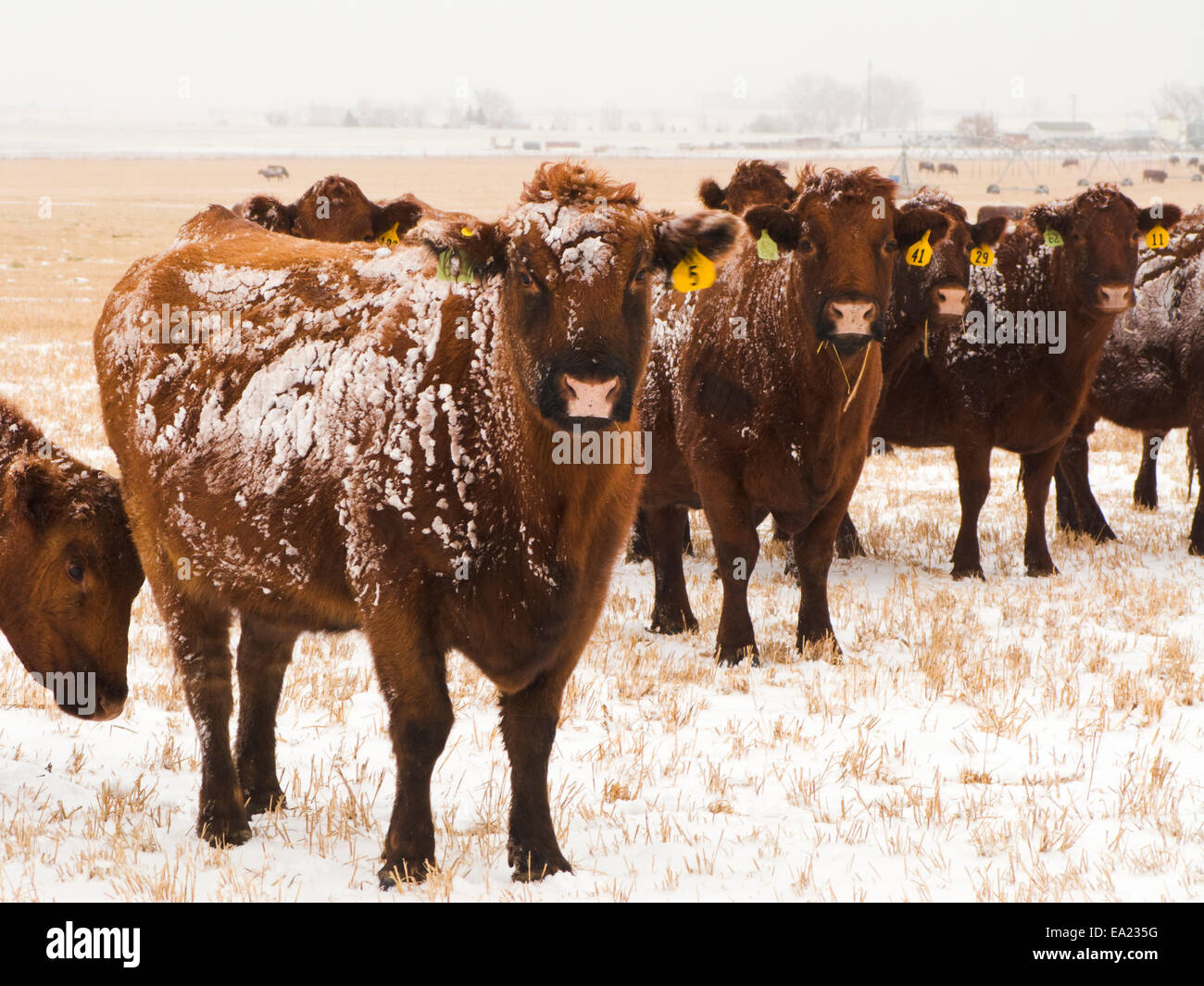 Beef Cows In Winter