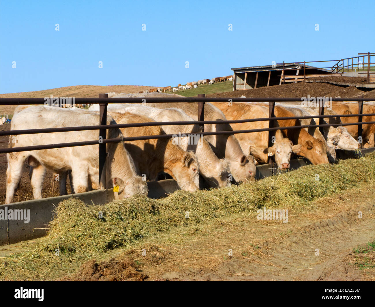 Livestock Charolais beef cattle feeding on haylage (chopped hay) at a
