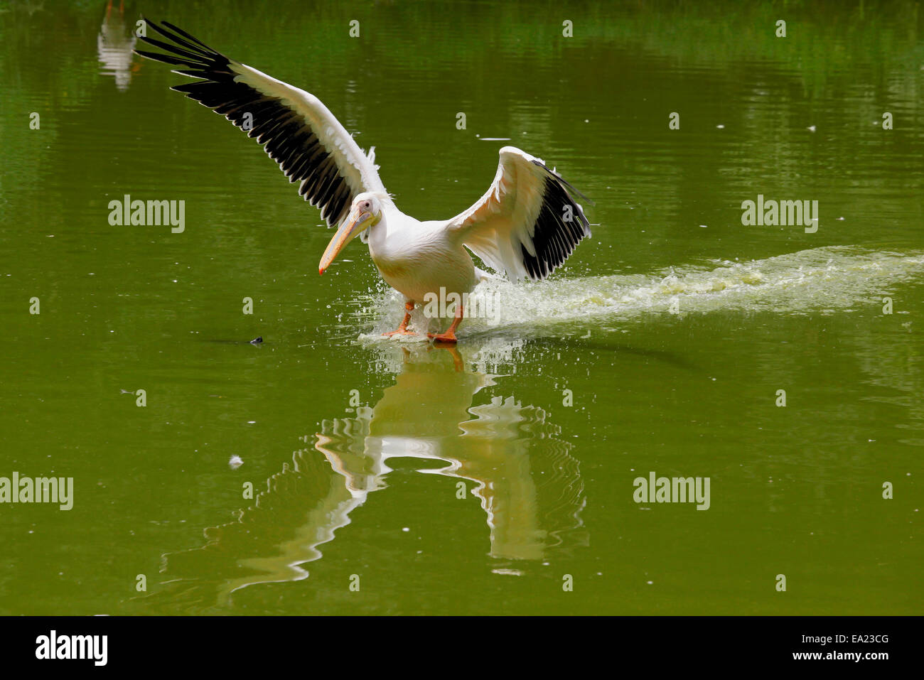 Great White Pelican (Pelecanus onocrotolaus) in water landing Stock Photo