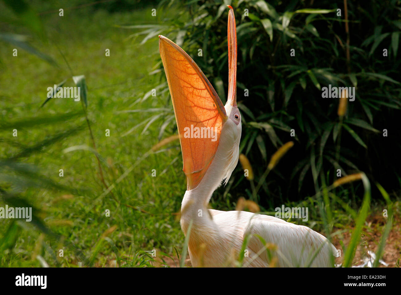 Great White Pelican (Pelecanus onocrotalus)  with open bill and throat pouch Stock Photo