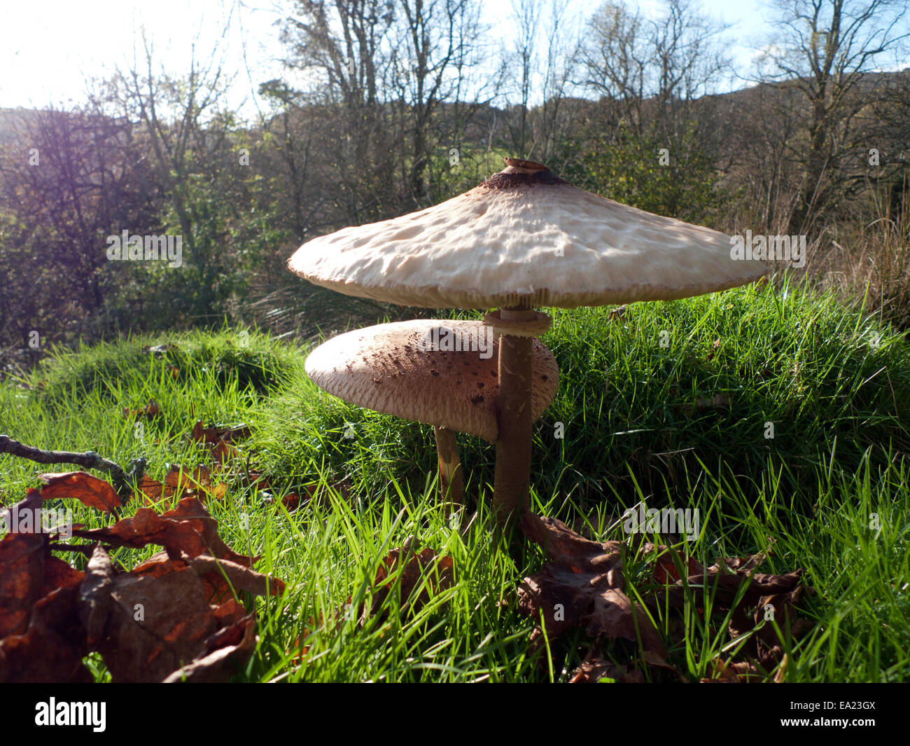 Carmarthenshire, Wales UK.  5th November 2014. A Parasol mushroom 'Macro Lepiota procera'  first photographed on 1st November (E9RHXC) flattens out and is still in an edible state if harvested today for eating. Foraging for wild food continues in this part of rural Britain however, the weather on the 5th day of November, mostly sunny and colder than recent days, will turn increasingly wet and windy by tomorrow. Kathy deWitt/Alamy Live News Stock Photo