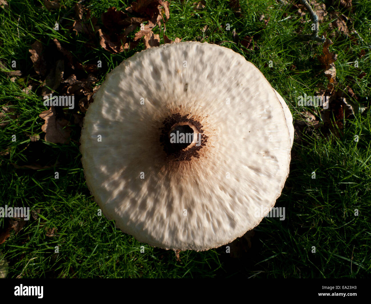 Carmarthenshire, Wales UK.  5th November 2014. Aerial view of a Parasol mushroom (Macro Lepiota procera) first photographed on 1st November (E9RHXC) flattens out and is still in an edible state if harvested today for eating. Foraging for wild food continues in this part of rural Britain however, the weather on the 5th day of November, mostly sunny and colder than recent days, will turn increasingly wet and windy by tomorrow. Kathy deWitt/Alamy Live News Stock Photo