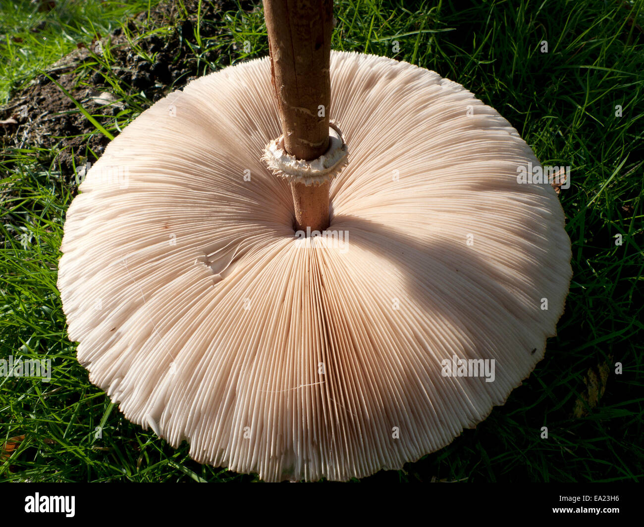 Carmarthenshire, Wales UK.  5th November 2014. The underside gills and stem of a Parasol mushroom Macro Lepiota procera first photographed on 1st November (E9RHXC) flattens out and is still in an edible state if harvested today for eating. Foraging for wild food continues in this part of rural Britain however, the weather on the 5th day of November, mostly sunny and colder than recent days, will turn increasingly wet and windy by tomorrow. Kathy deWitt/Alamy Live News Stock Photo