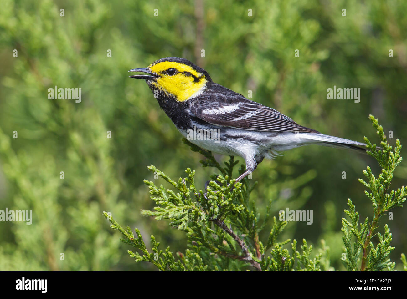 Golden-cheeked Warbler - Dendroica chrysoparia - male Stock Photo