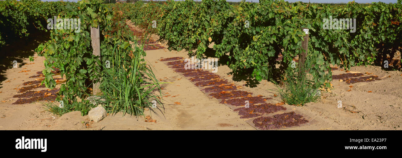 Raisinville hires stock photography and images Alamy