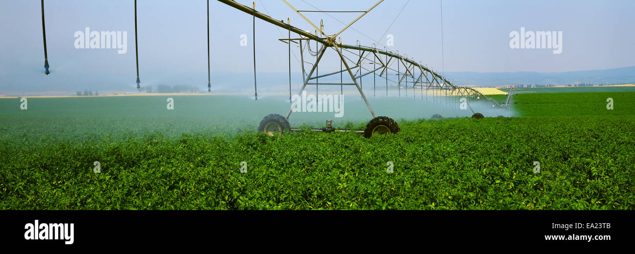 Agriculture - Center pivot irrigation of a mid growth potato field / Eastern Idaho, USA. Stock Photo