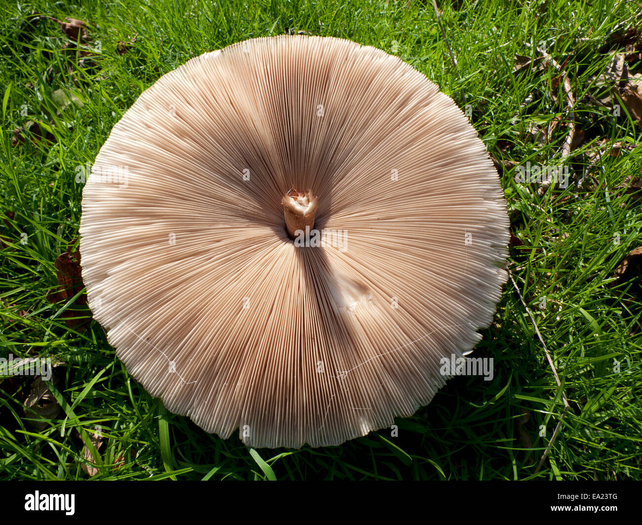 Carmarthenshire, Wales UK.  5th November 2014. The underside gills of a Parasol mushroom Macro Lepiota procera first photographed on 1st November (E9RHXC) flattens out and is still in an edible state if harvested today for eating. Foraging for wild food continues in this part of rural Britain however, the weather on the 5th day of November, mostly sunny and colder than recent days, will turn increasingly wet and windy by tomorrow. Kathy deWitt/Alamy Live News Stock Photo