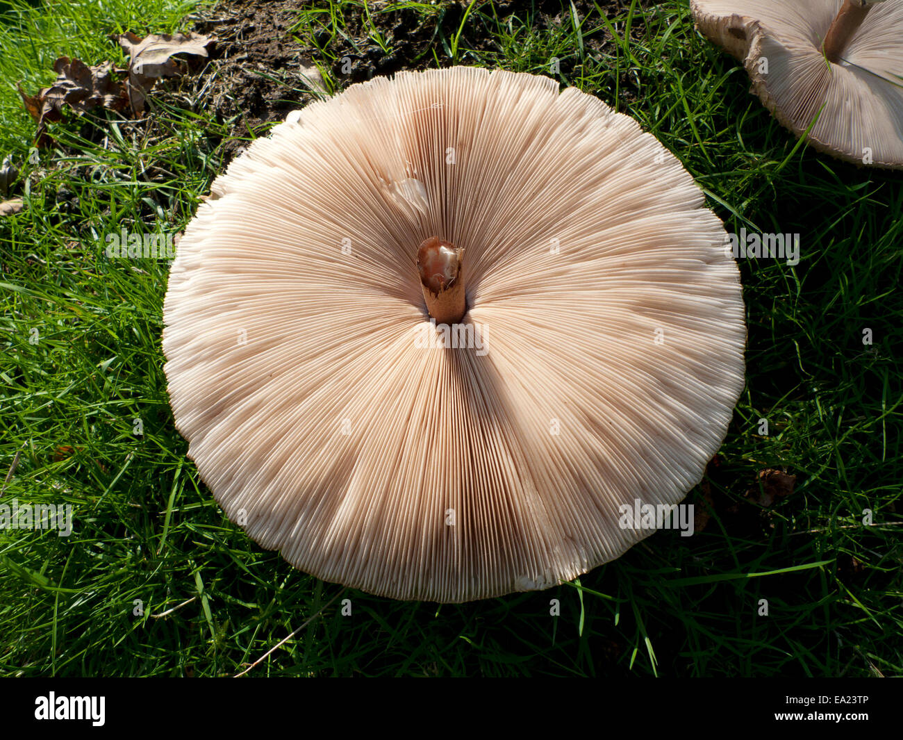 Carmarthenshire, Wales UK.  5th November 2014. The underside gills  of a Parasol mushroom first photographed on 1st November (E9RHXC) flattens out and is still in an edible state if harvested today for eating. Foraging for wild food continues in this part of rural Britain however, the weather on the 5th day of November, mostly sunny and colder than recent days, will turn increasingly wet and windy by tomorrow. Kathy deWitt/Alamy Live News Stock Photo