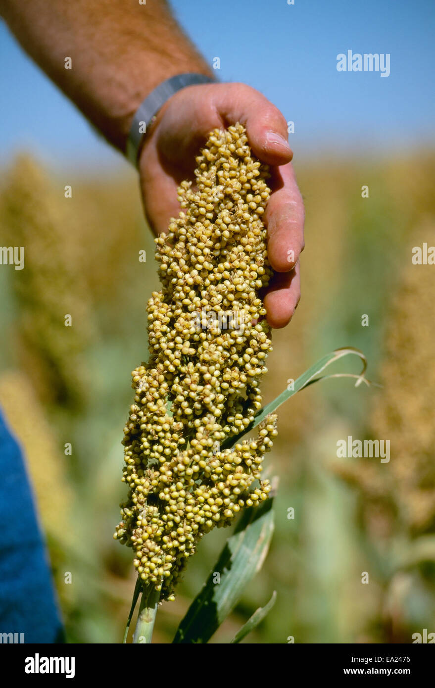 Agriculture nearly ripe grain (milo) heads in field