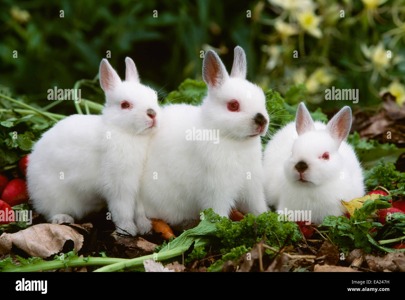 Livestock - Domestic Rabbits, Netherland Dwarf babies in a garden with vegetables / Illinois, USA. Stock Photo