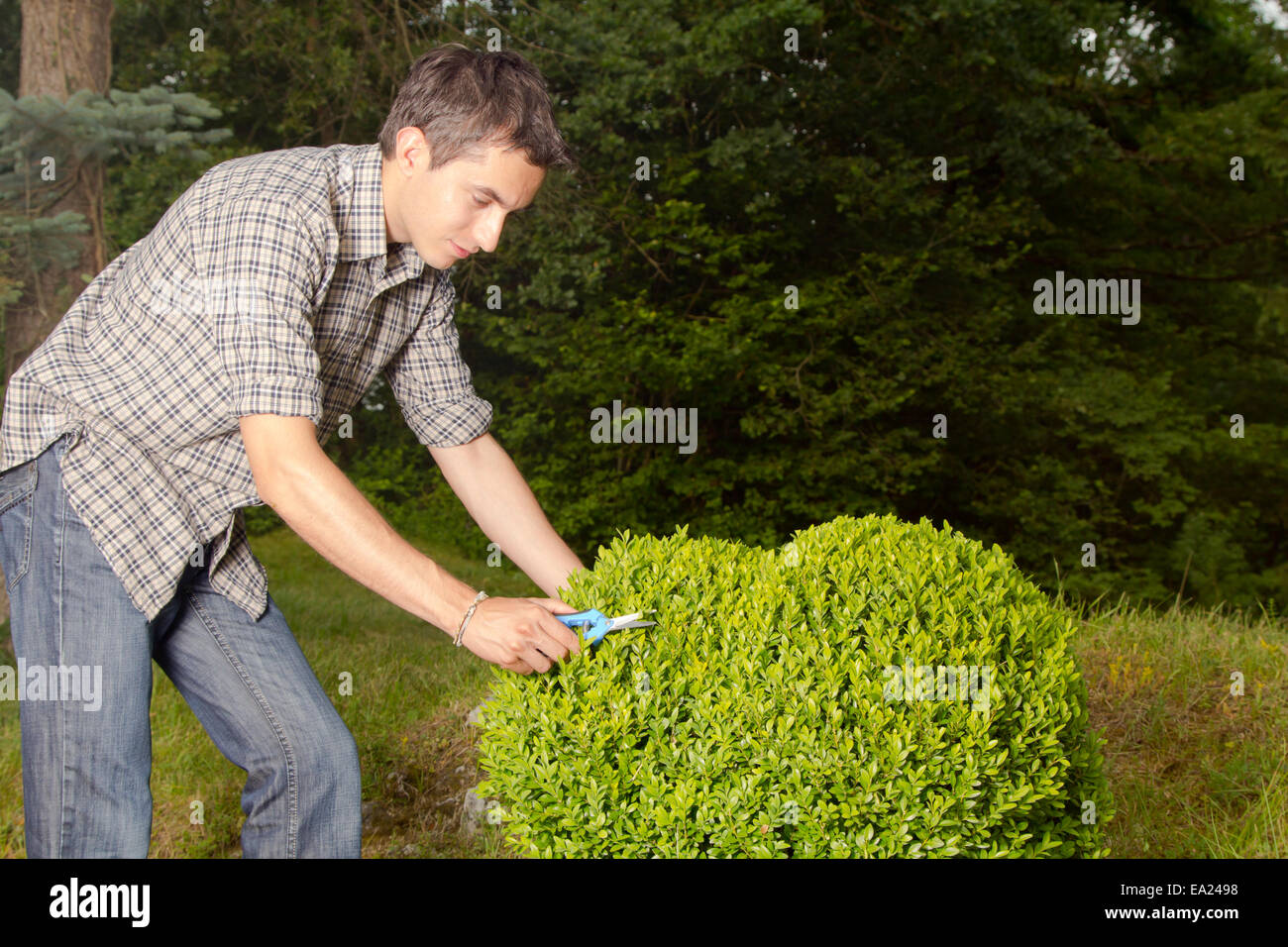 Man cutting and trimming hedges Stock Photo - Alamy