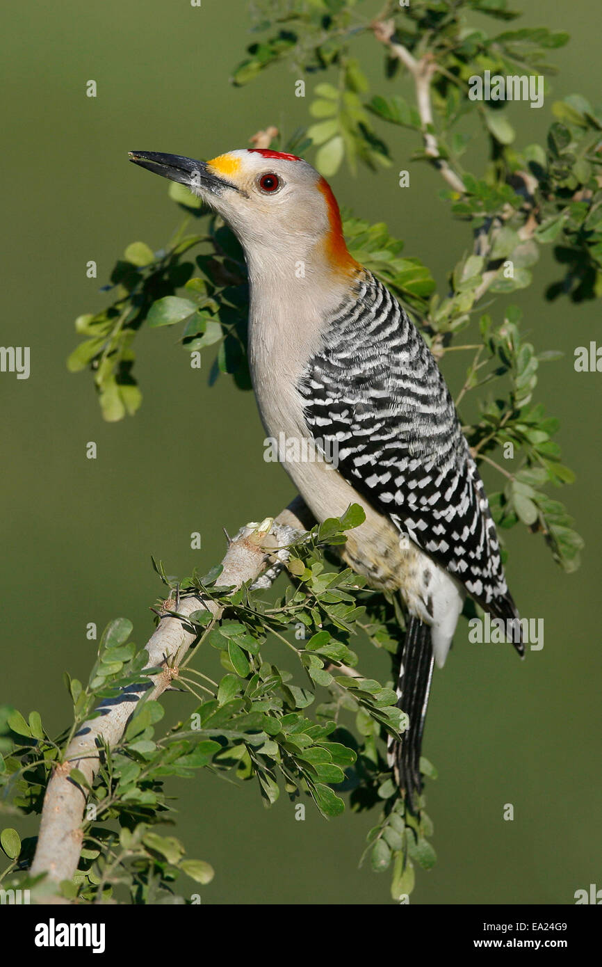 Golden-fronted Woodpecker - Melanerpes aurifrons - male Stock Photo