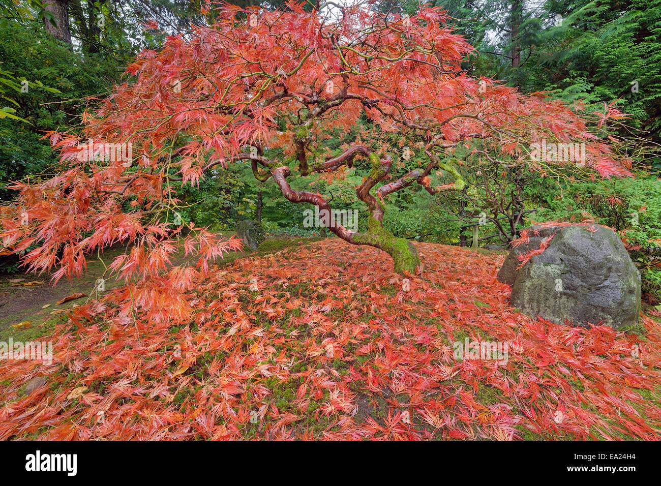 Japanese Lace Leaf Maple Tree Fall Foliage Colors at the Portland Japanese Garden in Autumn Stock Photo