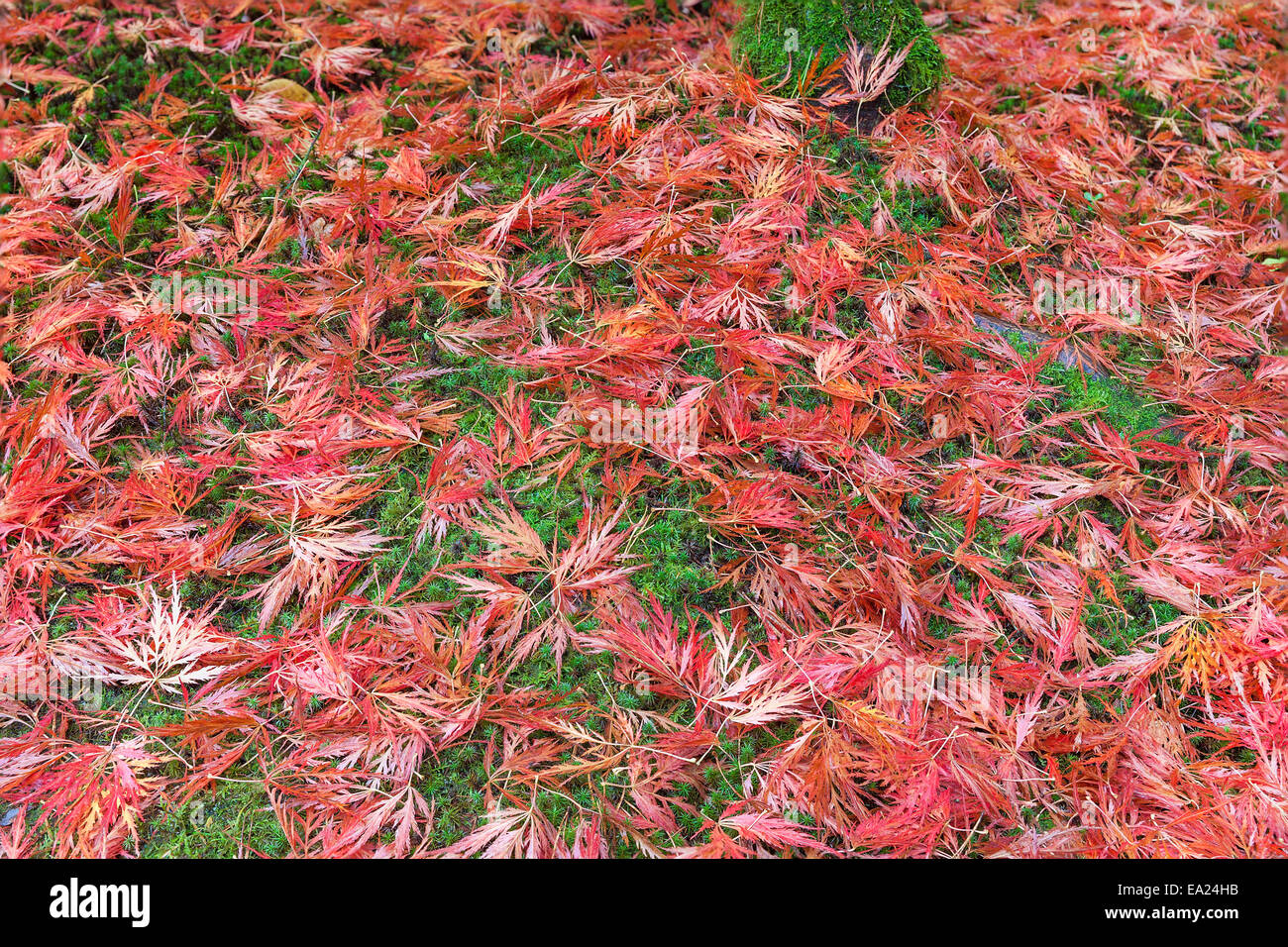 Japanese Maple Tree with Fallen Leaves on Mossy Ground in Autumn Background Stock Photo