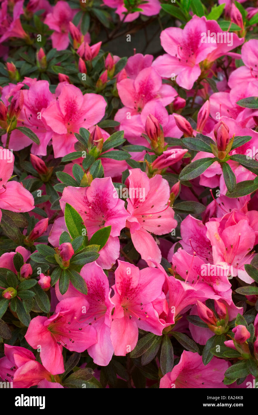 Agriculture - Blooming Azalea, salmon and pink variety / San Diego County, California, USA. Stock Photo