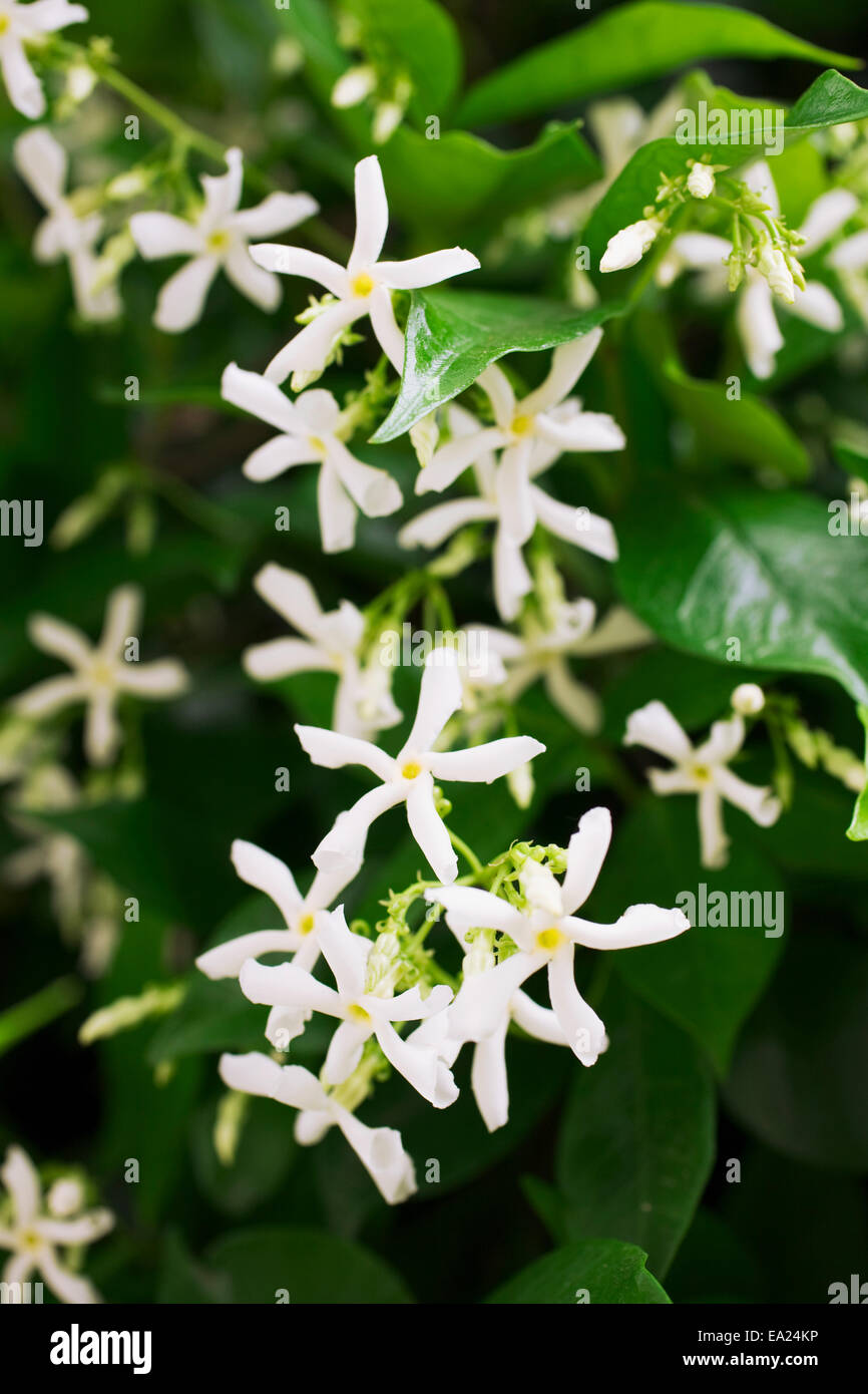 Agriculture Jasmine (Jasminum grandiflorum) aka. Royal Jasmine, in bloom / San Diego County