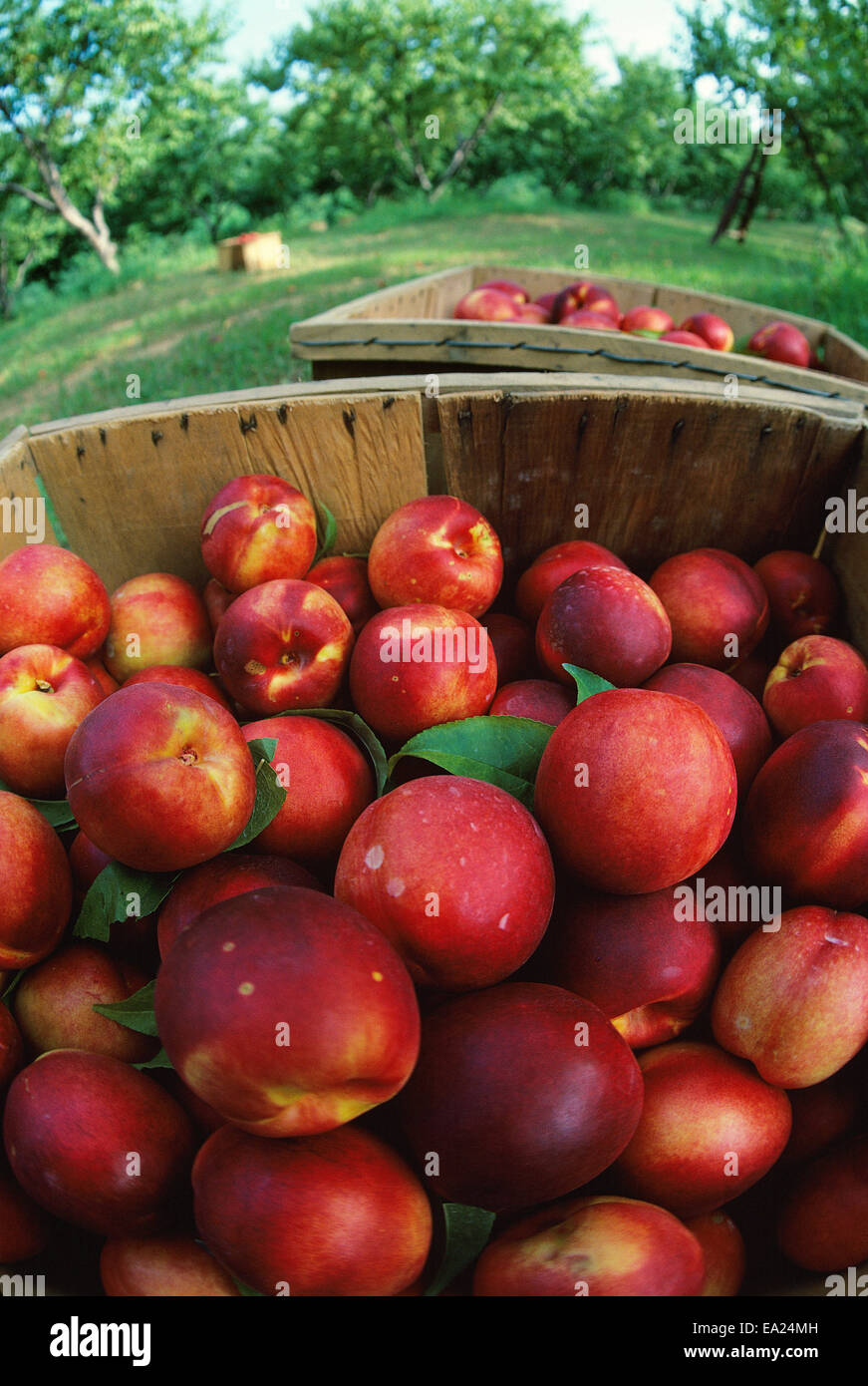 Agriculture Ripe nectarines in produce boxes in the orchard during
