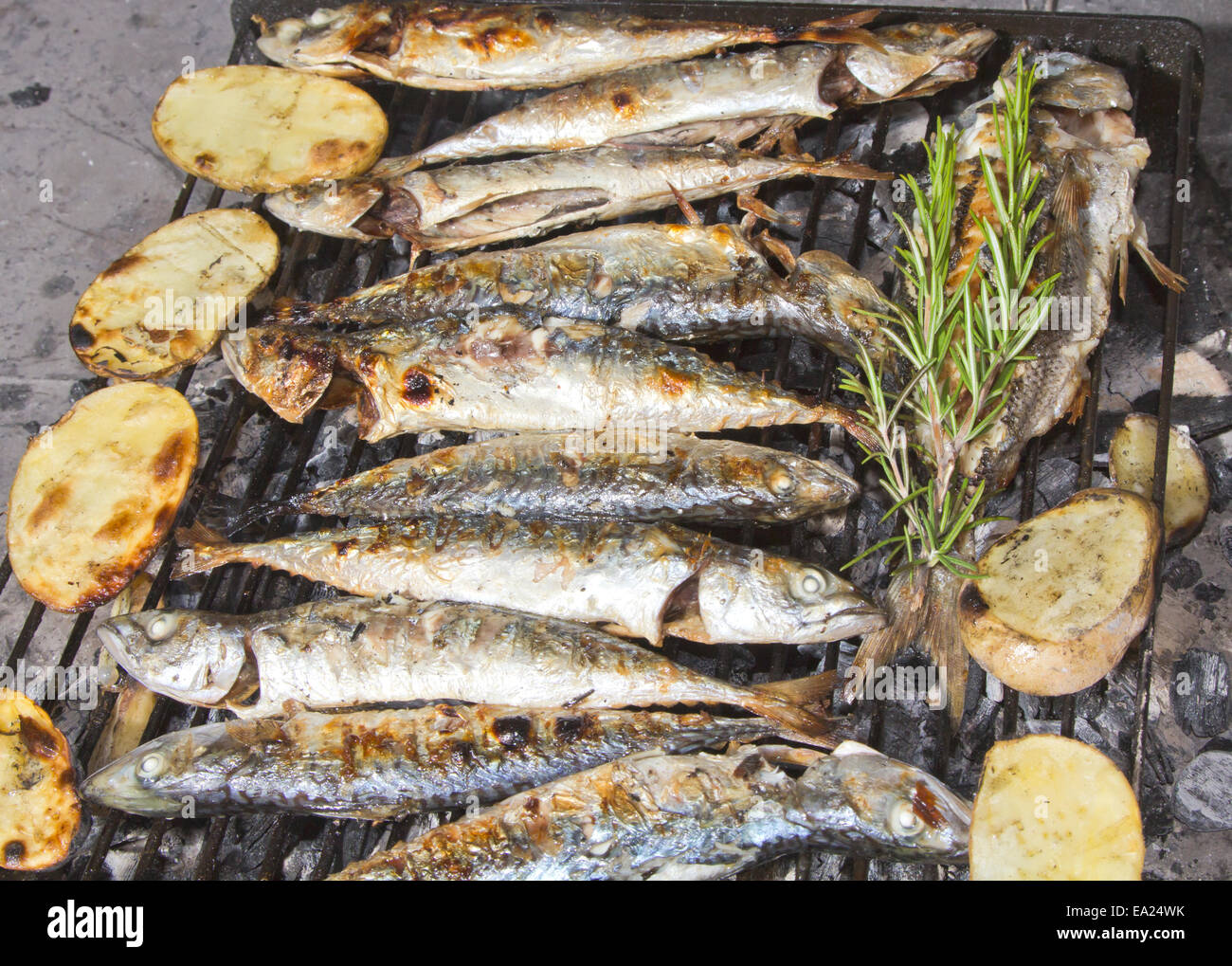 Mediterranean mackerel hires stock photography and images Alamy