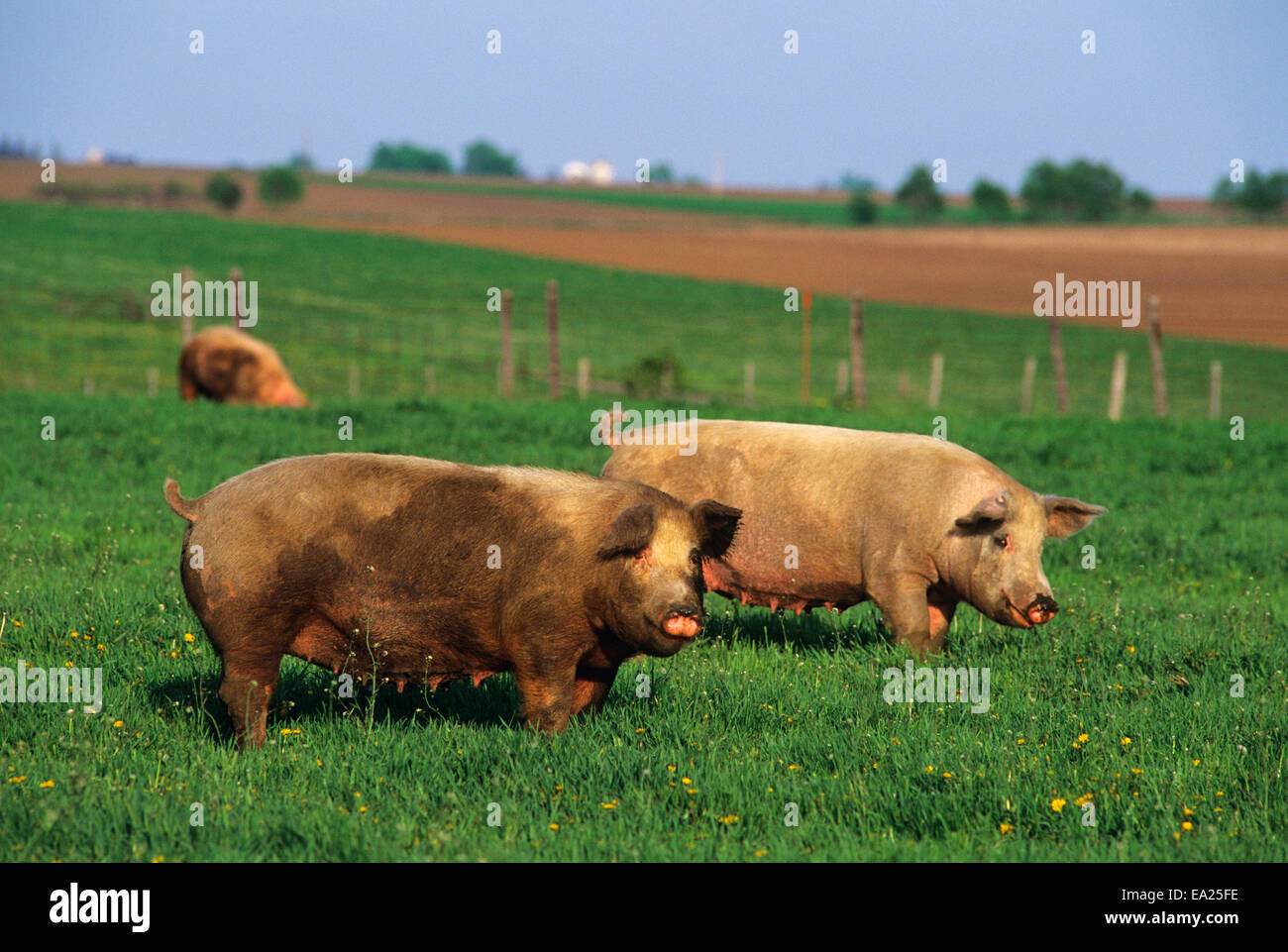 Livestock - Free range pigs on a green pasture on a hog farm