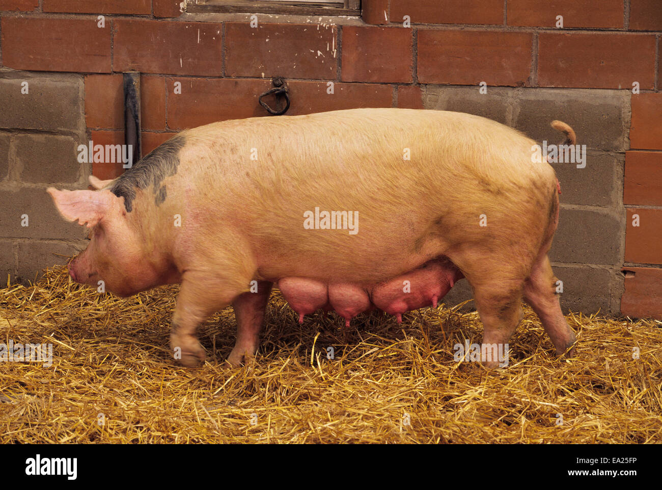 Livestock - Sideview of a sow pig with full udders / near Vermilion, Minnesota, USA. Stock Photo