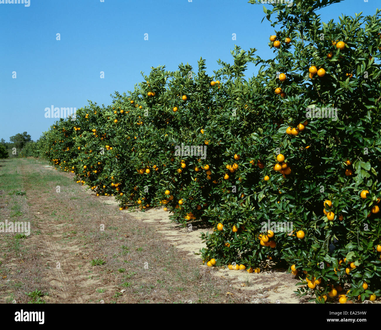 Agriculture Citrus, Valencia orange trees in grove / Florida, USA