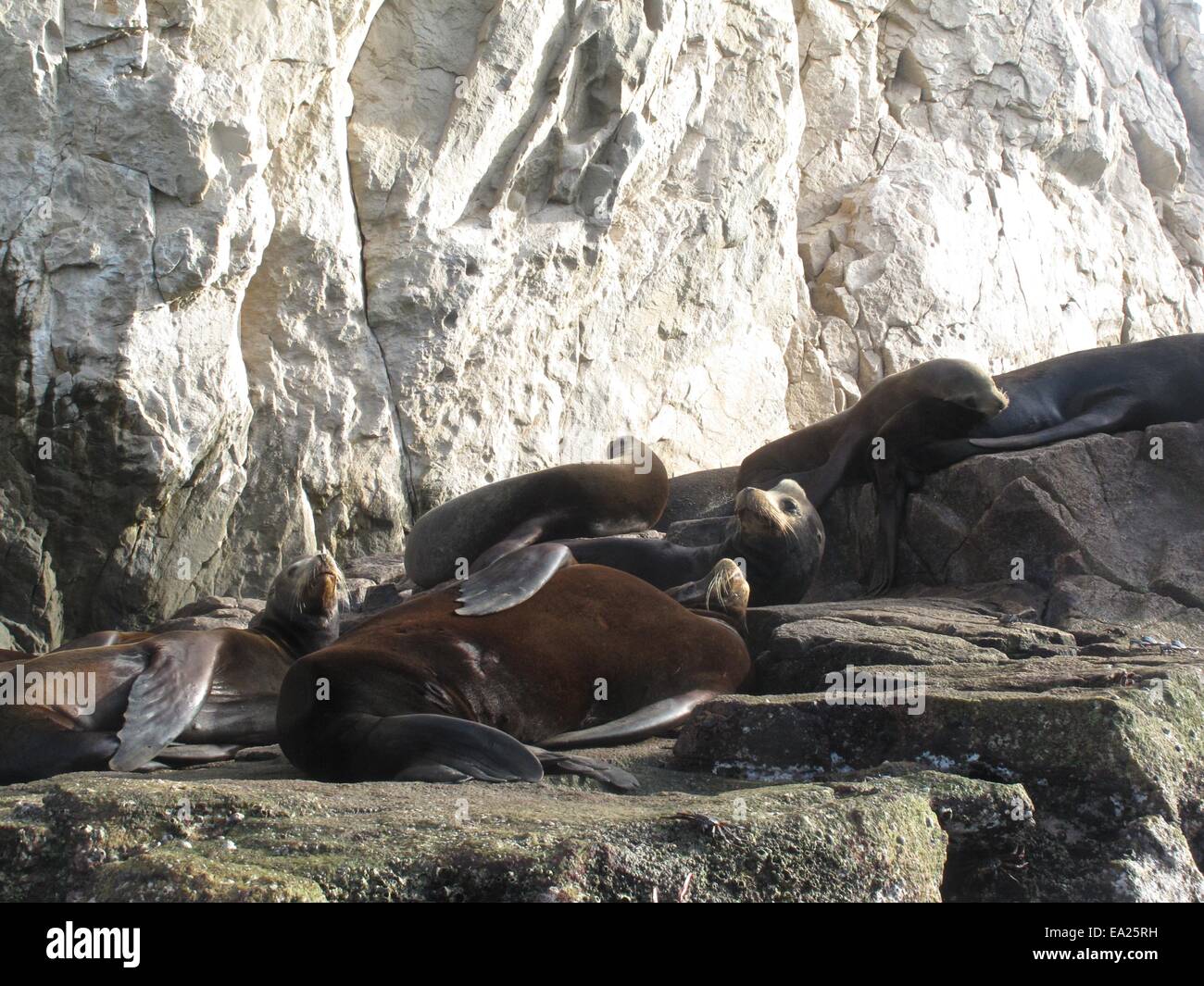 Seals on Seal Rock Stock Photo Alamy