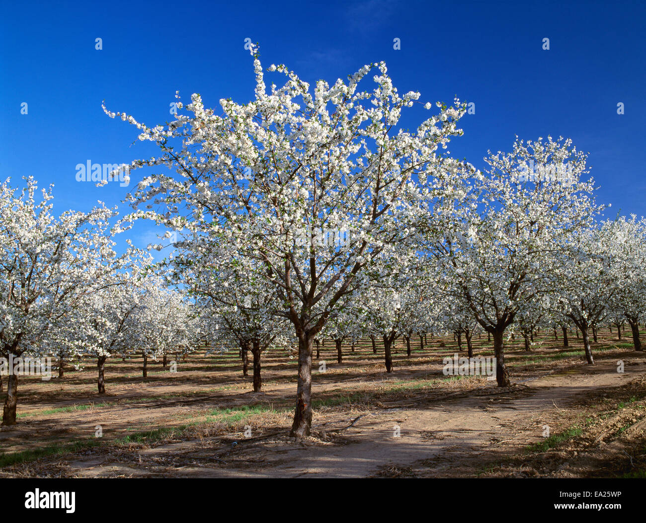 Agriculture Plum or prune orchard in full bloom / near Mabton