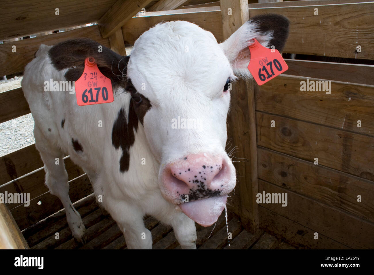 Livestock Holstein dairy calf in a hutch / near Orland, Northern