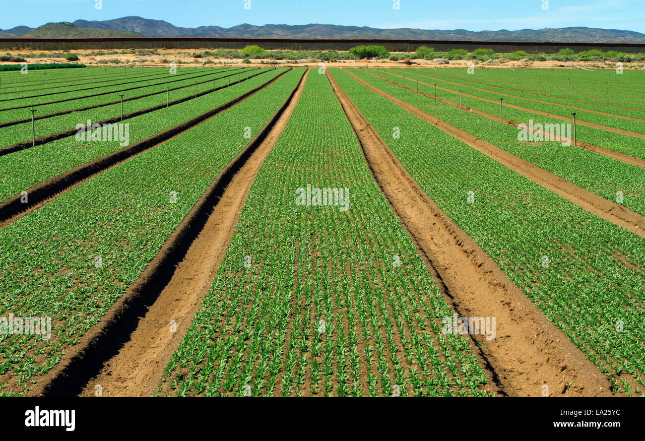 Agriculture - Field of immature organic baby leaf spinach / California, USA. Stock Photo