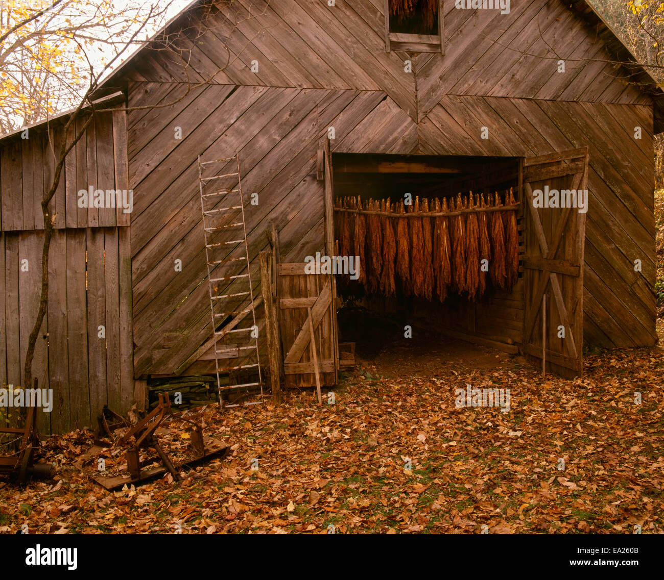 Agriculture Tobacco barn in a rural Autumn setting with curing Burley