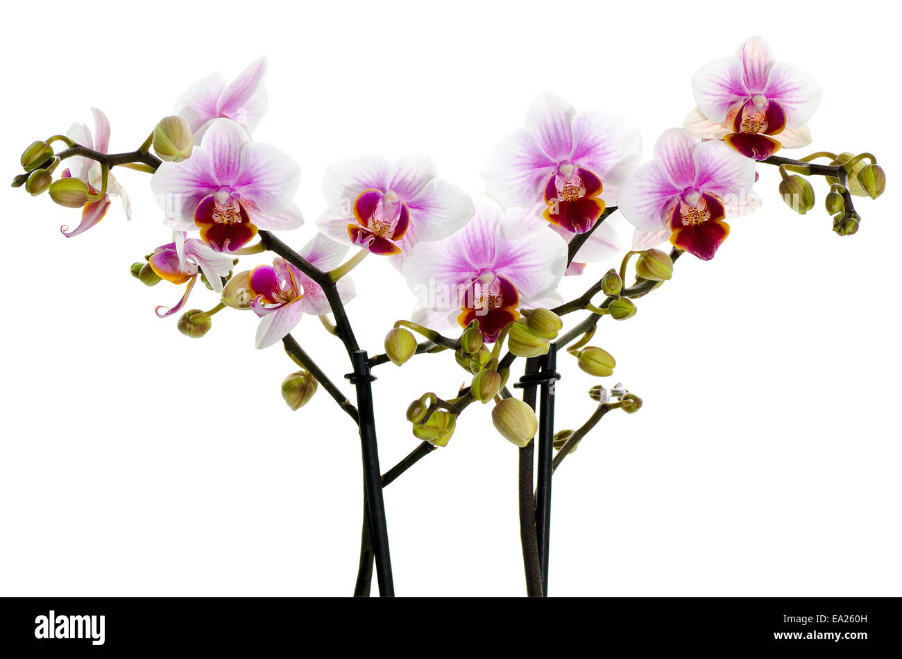 Philippines Orchid Cut Out Stock Images Pictures Alamy philippines-orchid-cut-out-stock-images-pictures-alamy