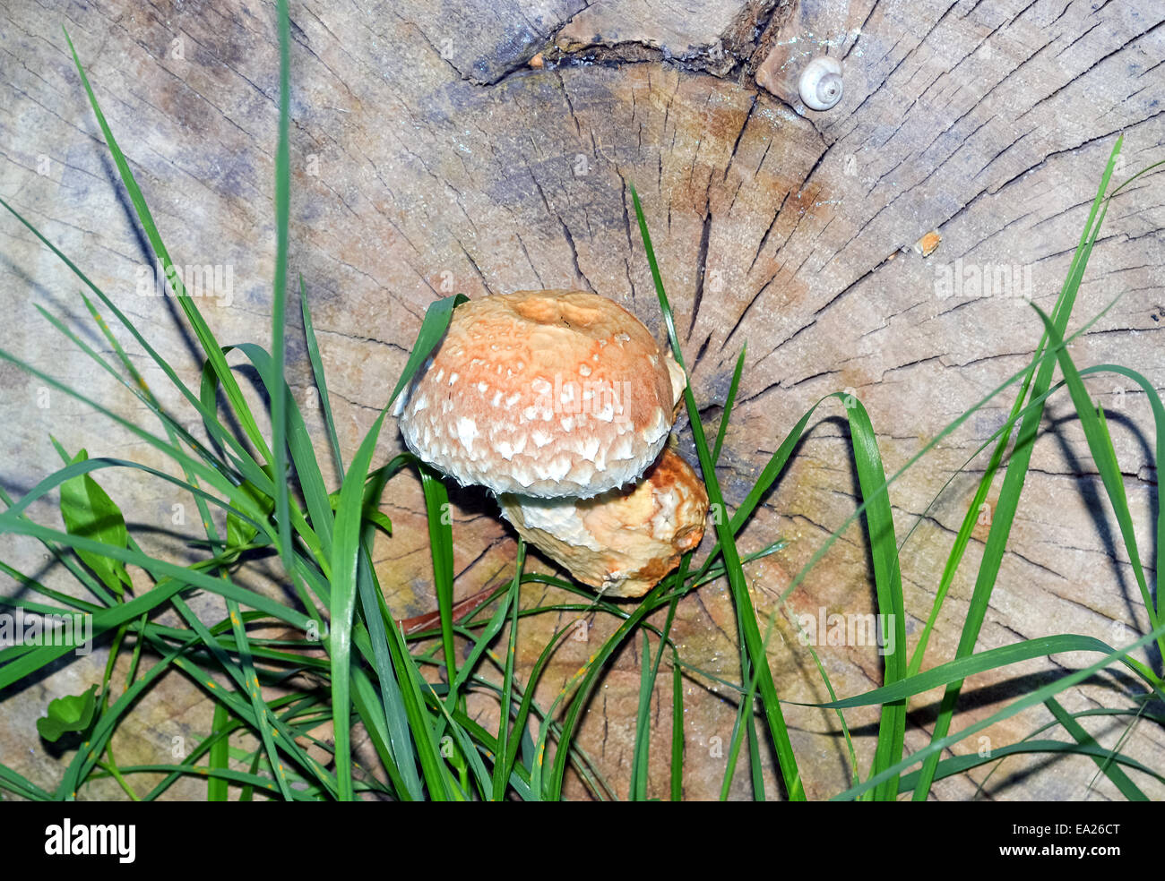 Inedible mushroom growing on a tree stump Stock Photo