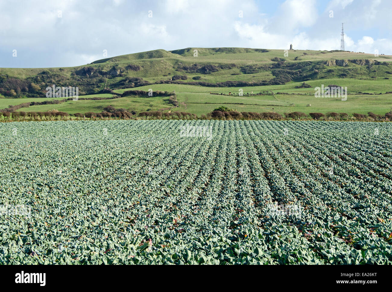 Cabbage field near Chale, Isle of Wight, UK Stock Photo